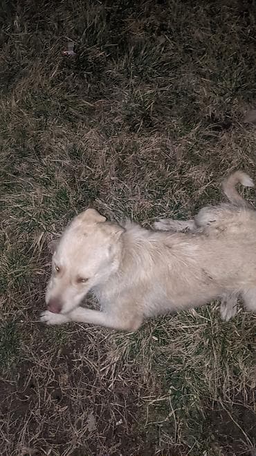 amazon fire: Ремонт стиральных машин с выездом. г. Бишкек — 4