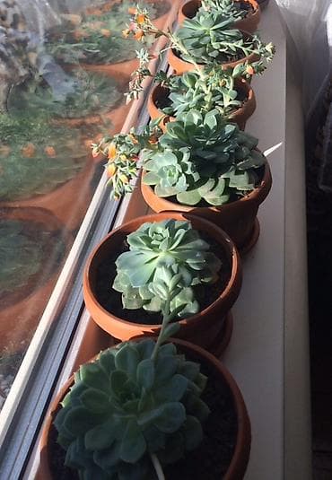 Канцтовары: Продаю каменную розу. Цена 250-350сом — 2