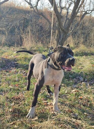 ит сабака: Вязка: Питбуль, Самец, 2 года, С прививкой — 1