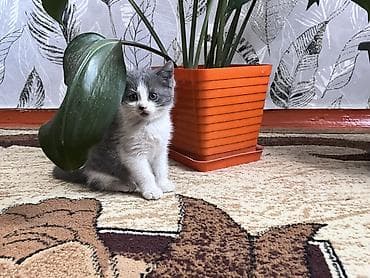 щенки дворняги: Котёнок, окрас серо-белый (биколор). Короткая плюшевая шерсть — 1