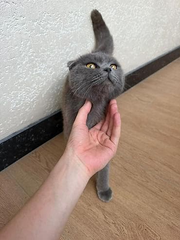 купить мальков осетра: Шотландская вислоухая кошка (Scottish Fold), окрас: сплошной голубой — 3