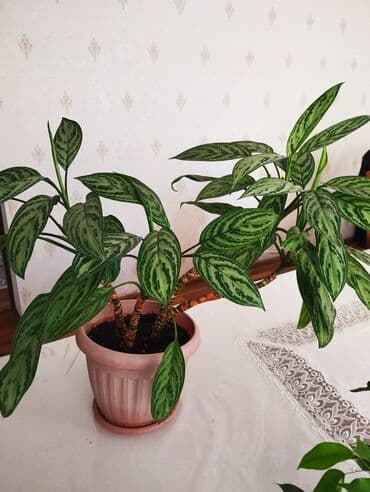 диффенбахия купить: Диффенбахии — 4