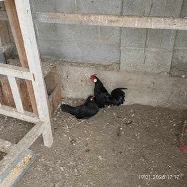 ыссык куле: Продаю карликовый петух или меняю — 1