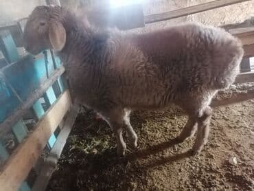 көзү кочкор: Сатам | Кочкор (эркек) — 1