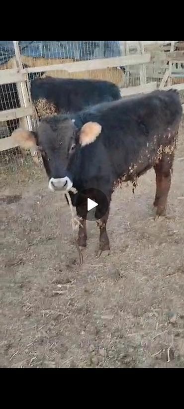 кунажын бишкек: Сатам | Бука (эркек) | Бордоп семиртүү үчүн | Байланган — 1