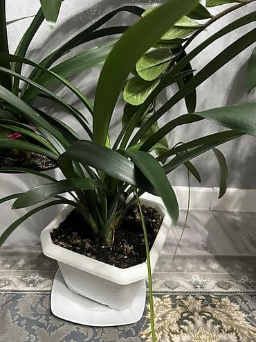 Промышленная химия: Комнатные растения в декоративных горшках - Диффенбахия крупнолистная — 7