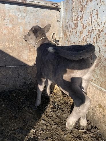 продаю собака: Продаю | Корова (самка) | Полукровка | Для молока | После отела — 9