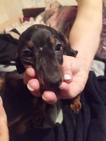 еда для собак: Продаются щенки породы таксы, два мальчика и одна девочка — 5