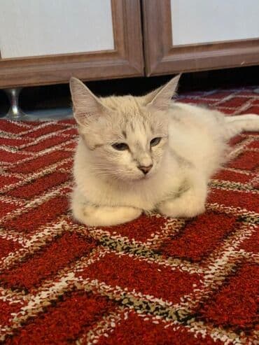 ош кошка: Отдам в хорошие руки Котята домашние, разного окраса: - Кремово-серый — 4