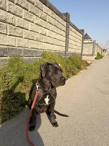 продаю охотничий собаку курцхар: Кане-корсо, 1 год, Самка, С прививкой — 9