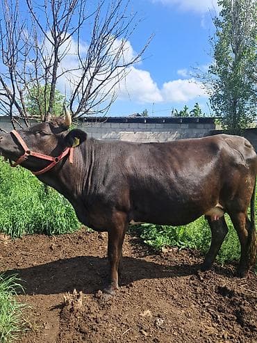 Үй жаныбарлары: Сатам | Уй (ургаачы) | Алатоолук | Сүт алуу үчүн | Байланган — 1