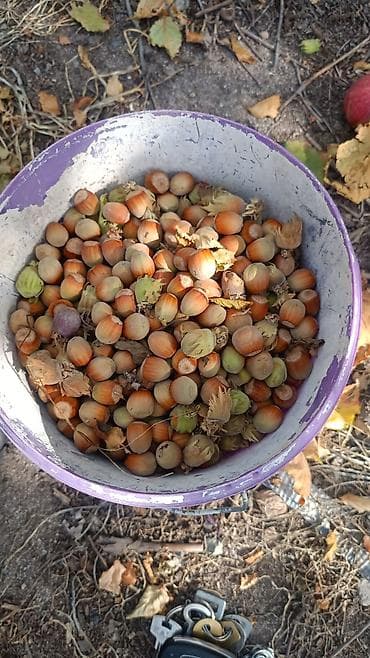 Каменные заборы: Кирпичные заборы, Покраска забора — 6