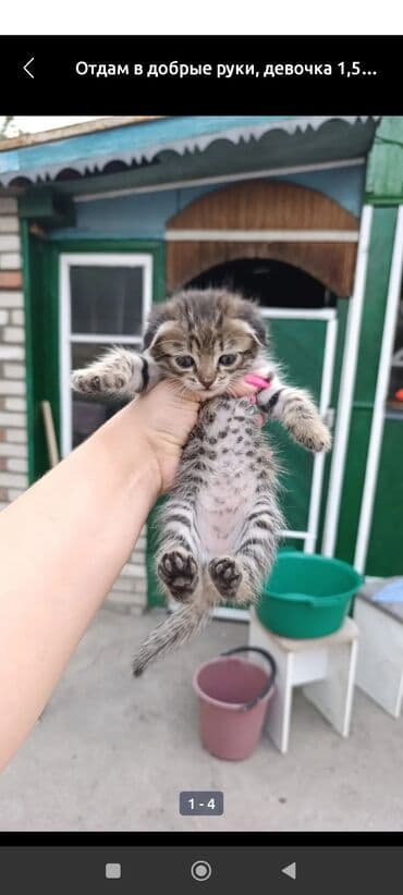 дома для кошек: Кошка даром: Беспородная, 2 месяца, Девочка — 1