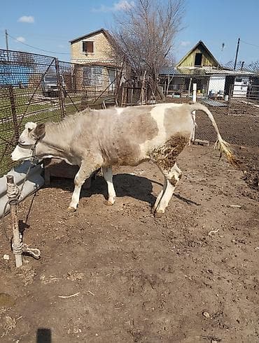 годовалые телки: Продаю | Тёлка | На откорм | Привязанные — 4