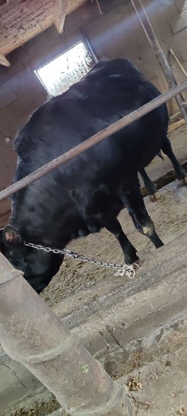 кошки маленькие: Продаю | Корова (самка), Тёлка | Голштин | Для разведения, Для молока | Племенные, Стельные, Отела не было — 4