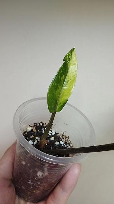 антуриум: В продаже ❇️ Вариегатный Липовидный Гибискус (укоренен из — 5