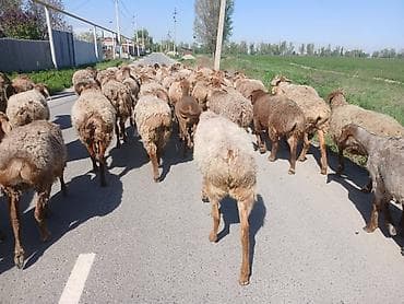 черные коты: Продаю | Овца (самка) | Арашан | На забой, Для разведения — 1