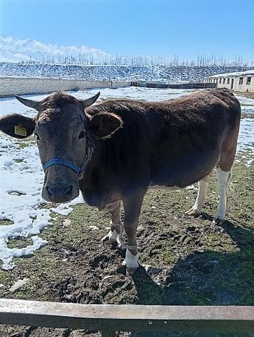 Товары и оборудование для с/х животных: Продаю | Корова (самка) | Швицкая | Для молока | Стельные — 2