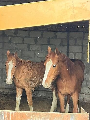 Сатам | Байтал | Аргын | Ат спорту — 5