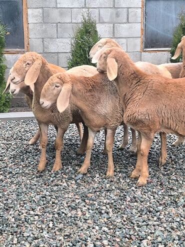 где можно купить кошку в бишкеке: Продаю | Овца (самка) | На забой — 3