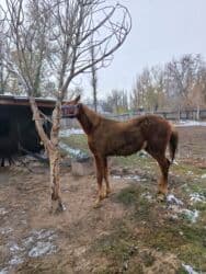 хомяк домашний купить: Продаю | Жеребенок | Полукровка | Рабочий — 1