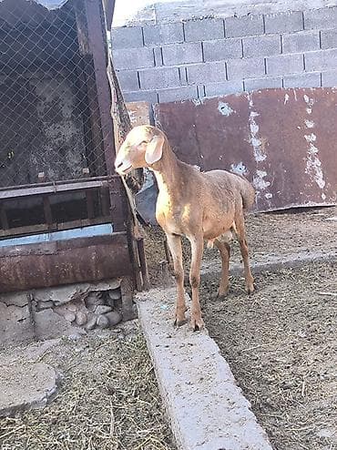 шатланская вислоухая кошка: Продаю | Баран (самец) | Арашан — 3