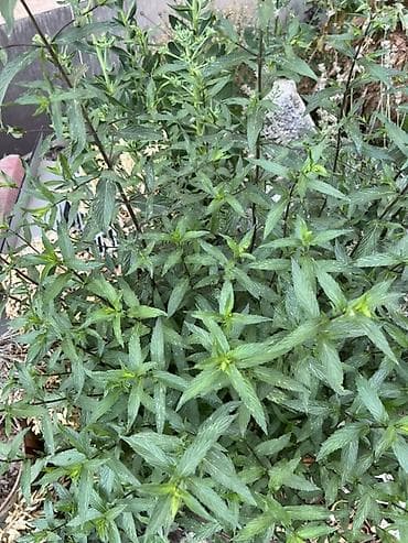 Продукты питания: ОГРОМНЫЙ КУСТ АРОМАНТОЙ мяты Добавляем в чай в компот хоть куда 5 — 1