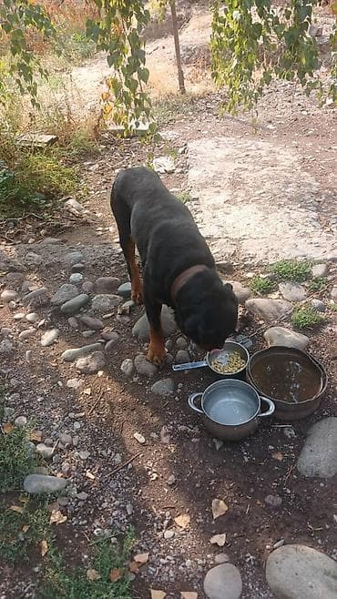 собаки тайган: Ротвейлер, кобель, крупный и мощный. Классический окрас: чёрная шерсть — 3