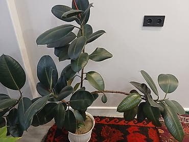 Фикусы: Комнатные растения — фикусы в декоративных кашпо - Вид: Ficus — 6