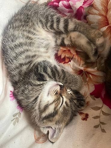 породистые кошки бишкек: Котята домашние, ласковые и игривые. Шотландские вислоухие/прямоухие — 2