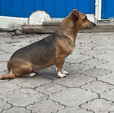 Ит бекер берем: Отдам в добрые руки в связи с переездом. Очень умная собачка — 1