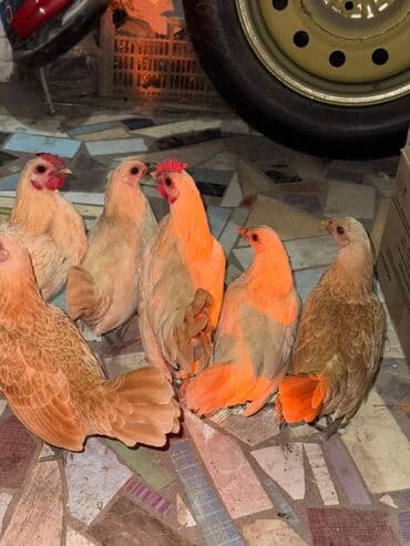 домик для котенка: Сатам | Тооктор, Короздор — 2