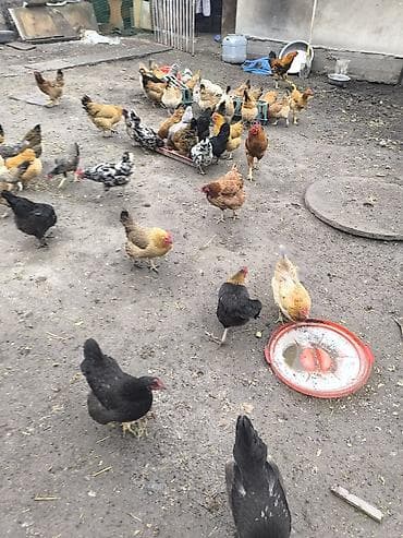 певчие птицы: Продаю | Куры | Домашняя | Для разведения — 2