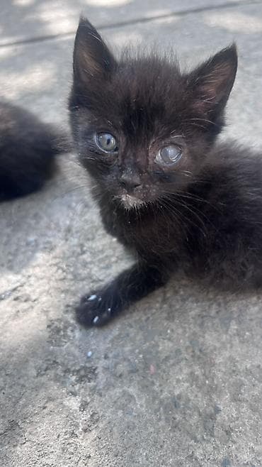 кошке: Кошка даром: Беспородная, 1 месяц, Девочка — 4