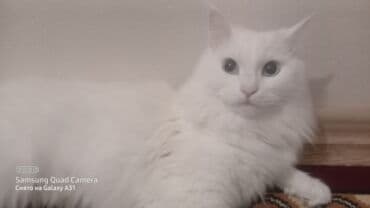 домашние кошки: Кошка даром: Ангорская, 1 год, Мальчик, С прививками, Кастрирована, Приучена к лотку — 1