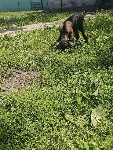 Продам с/х животных: Продаю | Козлёнок | Полукровка | Для разведения | Племенные, Котные, Осеменитель — 8