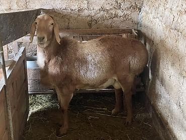 бараны рамановские: Продаю | Баран (самец) | Для разведения | Племенные — 1