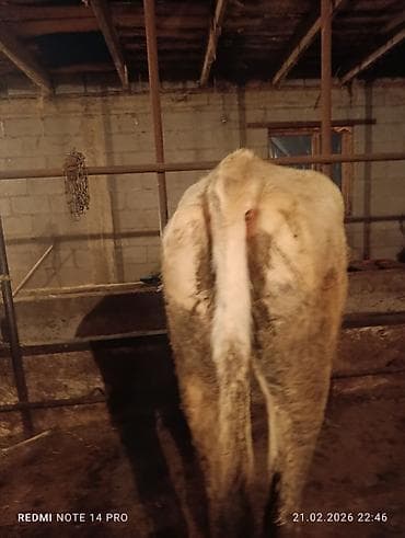 Аквариумы: Продаю | Тёлка | Швицкая | На откорм, На забой, Для разведения | Племенные, Привязанные — 8