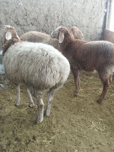 дом для кота: Продаю | Ягненок | Арашан | Для разведения | Ярка — 1