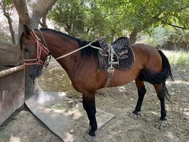 продажа щенков немецкой овчарки с документами в бишкеке: Лошадь гнедой масти. Продается лошадь - Предположительно верхового — 2