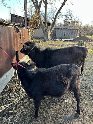 каракол животных: Продаю | Корова (самка), Тёлка | Полукровка, Алатауская | Для разведения — 6