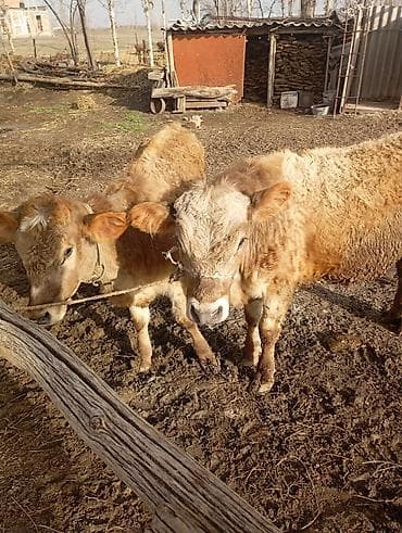 раки купить: Продаю | Бык (самец), Тёлка | На откорм | Привязанные — 4