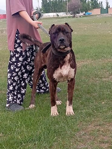 собаки бишкек: Питбуль, 1 год, Самец, С прививкой — 3