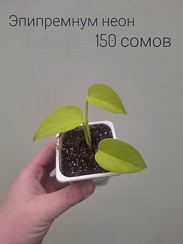 кочот карлик: • Комнатные растения (укоренённые черенки/детки/молодые — 3