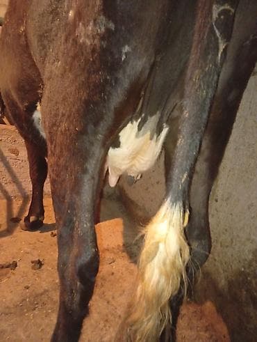 карову: Продаю | Корова (самка) | Голштин | Для молока | Привязанные — 5