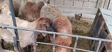 Баран, овца: Продаю | Овца (самка) | Для разведения — 2