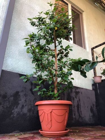 метровые розы бишкек: Китайская роза, высота растения от пола: 1.85. Ухоженное — 5