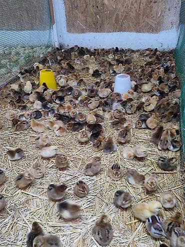 Товары и оборудование для с/х животных: Продаю | Цыплята | Кучинская | Для разведения — 7