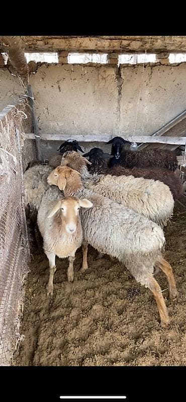 Кошки: Продаю | Овца (самка) | Для разведения | Матка — 4