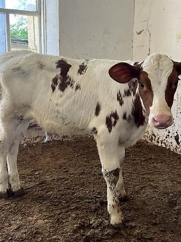 Продаю | Музоо, торпок | На откорм